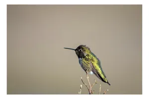 Tablou Canvas Colibri pe crenguță solitară, Artă Naturală, 100 x 100 cm