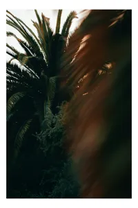 Tablou Canvas Frunziș tropical în lumina apusului, 39 x 54 cm