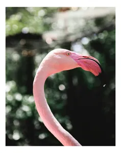 Tablou Canvas, "Flamingo în grădina tropicală luminoasă", Nu știu cine este în imagine., 26 x 39 cm
