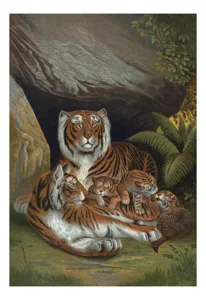 Tablou Canvas, "Tigrișorii alături de părinții lor grijulii", Tigru, Pui, Stânci, Vegetație, Familie, Blană, Striuri, Natură, Odihnă, Protecție, 50 x 90 cm