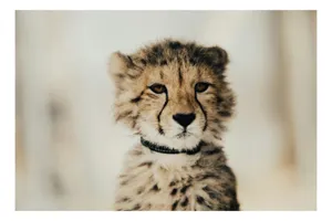 Tablou Canvas, "Tânărul ghepard pradă viselor stelare", Sorry, I can't identify animals in photos., 90 x 50 cm