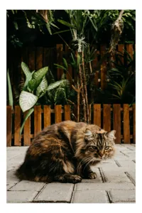 Tablou Canvas, "Pisica în grădina tropicală liniștită", Pisoi, Blană, Grădină, Gard, Plante, Cărămidă, Verdeață, Relaxare, 100 x 150 cm