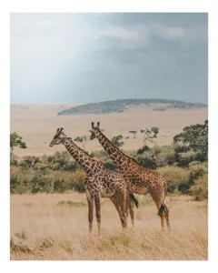Tablou Canvas, "Grațioasele girafe în savană africană", Giraffe, Savannah, Majestic, Tall, Horizon, Wilderness, Nature, Graceful, 100 x 150 cm
