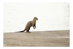 Tablou Canvas, "Vidra curioasă pe pontonul pustiu", Otter, Curious, Standing, Dock, Water, 100 x 70 cm