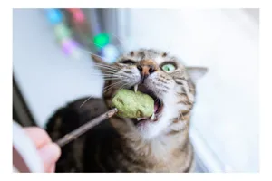 Tablou Canvas, "Pisica savurând o gustare delicioasă", Pisică, Curioasă, Pofticioasă, Delicioasă, Verde, Luminoasă, Jucăușă, Fermoar, Dinamică, Amuzantă, 100 x 70 cm