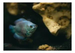 Tablou Canvas, "Peștișor albastru în adâncuri stâncoase", Pește, Albastru, Acvariu, Piatră, Apă, Înot, Lumină, Textură., 54 x 39 cm