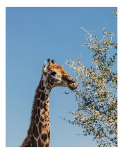 Tablou Canvas, "Giraful vesel sub cerul albastru", Giraffe, Tree, Feeding, Sky, Leaves, Nature, Wildlife, 100 x 150 cm