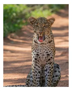 Tablou Canvas, "Leopard odihnindu-se pe potecă însorită", Leopard, Pistrui, Eleganță, Natură, Prădător, Adăpost, Blană, Putere, 39 x 54 cm