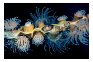 Tablou Canvas, "Dansul exotic al coralilor subacvatici", Flori, Coral, Tentacule, Albastru, Marin, Complexitate, Frumusețe, Natură, Biodiversitate, Ocean., 39 x 26 cm