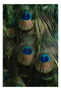 Tablou Canvas, "Ochiul păunului în dansul culorilor", Pene, Colorate, Modele, Detalii, Textura, Frumusete, Albastru, Verde, Natural, Elegant, 26 x 39 cm