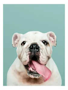Tablou Canvas, "Bulldog fericit cu limba scoasă", Bulldog, Amuzant, Prietenos, Limbă, Fotografie, Zâmbet, Fundal, Verde, Portret, Drăguț, 39 x 54 cm