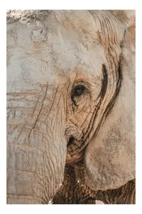 Tablou Canvas, "Căldura privirii unui elefant", Elefant, Majestuos, Impresionant, Puternic, Seren, Rugos, Venerabil, Natural, Profund, Inspirator, 39 x 54 cm