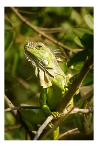 Tablou Canvas Iguana în Pădure Tropicală Verde - Artă Naturală Exotică, 39 x 54 cm