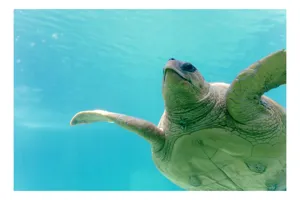 Tablou Canvas, "Țestoasa în albastrul oceanului liniștit", Turtle, Water, Graceful, Swimming, Tranquil, 90 x 50 cm