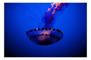 Tablou Canvas, "Meduza dansând în albastrul oceanului", Meduză, Lumină, Albastru, Frumusețe, Ocean, Grație, Mister, Eleganță, Tentacule, Natură., 39 x 26 cm