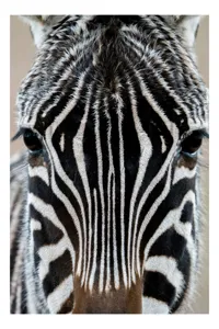 Tablou Canvas, "Zebra în prim-plan fascinantă și elegantă", Dungi, Simetrie, Contrast, Natură, Intensitate, Privire, Artă, 70 x 100 cm