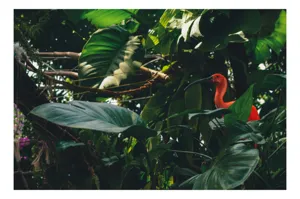 Tablou Canvas, "Pasăre roșie în jungla verde", Scarlat, Lumină, Frunze, Tropical, Păsare, Verde, Junglă, Umbră, 54 x 39 cm