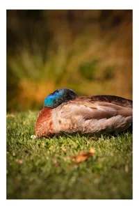 Tablou Canvas, "Rățușca dormind pe curcubeu de iarbă", Rățușcă, Somnoros, Verde, Maro, Natură, Odihnă, Gazon, Liniște, Culori, Blândețe, 50 x 70 cm
