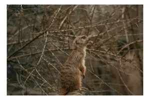 Tablou Canvas, "Suricata supraveghind tărâmul uscatomorfic", Meerkat, Observant, Alert, Thorny, Subdued, Brown, Branches, 39 x 26 cm