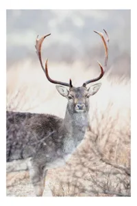 Tablou Canvas, "Cerbul solitar în lumina dimineții", Cerb, Majestic, Antlers, Natură, Frumusețe, Sălbatic, Peisaj, Eleganță, 26 x 39 cm