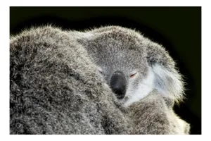 Tablou Canvas, "Visul liniștit al puiului de koala", Somn, Blândețe, Căldură, Blană, Koala, Liniște, Odihnă, 39 x 26 cm