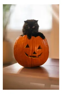 Tablou Canvas, "Pisoi curios într-un dovleac sculptat", Felina, Dovleac, Negru, Drăgălaș, Halloween, Lumină, Mobilier, Blană, Fereastră, Bucurie, 50 x 70 cm
