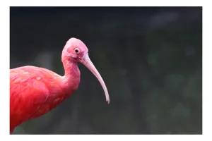 Tablou Canvas, "Pasărea roșie în contemplare liniștită", Roșu, Ibis, Penaj, Cioc, Elegant, Contrast, Natură, Frumusețe., 39 x 26 cm