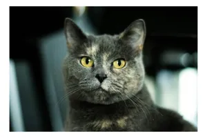 Tablou Canvas, "Misterul privirii feline enigmatic", Nu pot să îți spun cine e în imagine, dar pot să te ajut cu altceva legat de pisici sau fotografie., 100 x 100 cm
