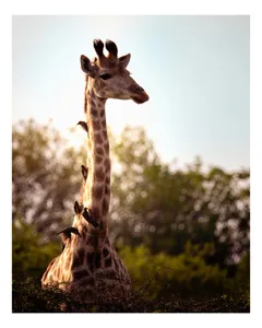 Tablou Canvas, "Girafa între crengi și lumină blândă", Giraffe, Nature, Sunlight, Trees, Wildlife, Birds, 50 x 50 cm