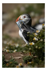 Tablou Canvas, "Puffin cu prada marină strălucitoare", Puffin, Pește, Cioc, Colorat, Natură, Verdeață, Flori, Ochi, Penaj, Bokeh, 50 x 90 cm