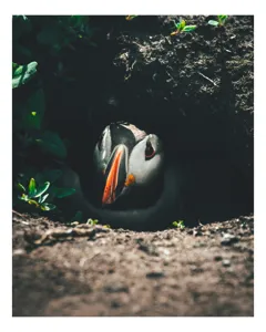 Tablou Canvas, "Puffin adăpostit în vizuină întunecată", Puffin, Vizuină, Privire, Ascunziș, Natură, Sol, Frunze, Culori, Contrast, Umbre, 50 x 70 cm