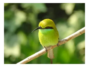 Tablou Canvas, "Splendoarea verde a naturii păsărilor", Nuanțe, Verde, Strălucire, Delicatețe, Prăjină, Natură, Eleganță, Privire, Viu, Blândețe, 100 x 100 cm