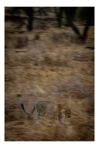 Tablou Canvas, "Leopard în goana prin savană", Leopard, Viteză, Pădure, Precizie, Camuflaj, Agilitate, Eleganță, Sălbăticie, 50 x 90 cm