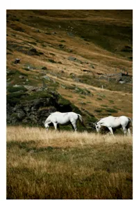 Tablou Canvas, "Cai albi păşunând pe dealuri alpine", Cai, Albi, Pășune, Munți, Vânt, Iarbă, Stânci, Liniște, Natură, Sălbăticie, 39 x 54 cm