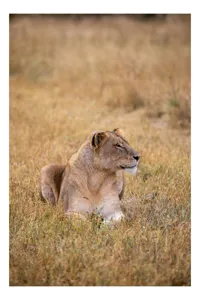 Tablou Canvas, "Leoaica odihnindu-se în savana africană", Leoaică, Relaxează, Savana, Vegetație, Calmă, Regală, Pânditoare, Serenitate, Natură, 100 x 150 cm