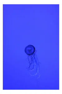 Tablou Canvas, "Meduza în oceanul albastru intens", Meduză, Albastru, Ocean, Lumină, Grație, Contur, Mister, Adâncime, 50 x 70 cm