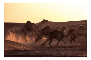 Tablou Canvas, "Caravana de cămile în deșertul auriu", Camile, Deșert, Amurg, Nisip, Aventură, 90 x 50 cm