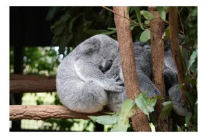 Tablou Canvas, "Koala în somn adânc pe ramură", Koala, Somnoros, Ramură, Frunze, Blană, Odihnă, Eucalyptus, Natură, Plăcut., 70 x 50 cm