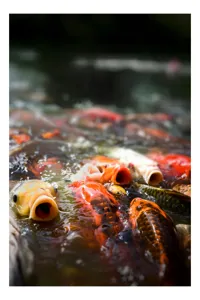 Tablou Canvas, "Dansul vibrant al peștilor Koi", Pești, Apă, Culori, Mișcare, Reflexie, Natură, Lumină, Energie, Viață, 100 x 150 cm