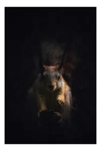 Tablou Canvas, "Veverița în lumina înserării", Squirrel, Darkness, Focus, Shadow, Secretive, 50 x 70 cm