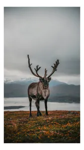 Tablou Canvas, "Rena pe crestele înzăpezite ale Nordului", Majestic, Solitary, Regal, Serene, Wilderness, Antlers, Majestic, Landscape, 100 x 100 cm