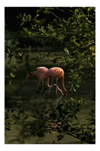 Tablou Canvas, "Flamingo roz în lumina dimineții", Flamingo, Reflecție, Apă, Frunze, Culoare, Natură, Lumină, Serenitate, 50 x 90 cm