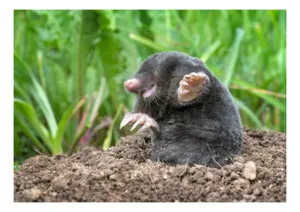 Tablou Canvas, "Cârtița veselă în grădină verde", Mole, Soil, Claws, Grass, Nature, Burrow, 70 x 50 cm