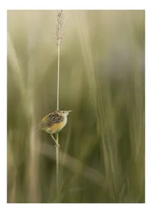 Tablou Canvas, "Pasărea singuratică pe firul vieții", Păsărică, Delicatețe, Natură, Iarbă, Tranquilitate, Nepăsare, Simplitate, Verdeață, Grație, Echilibru, 100 x 100 cm