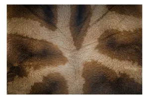 Tablou Canvas, "Model de blană fascinantă a girafei", Piele, Pattern, Maro, Giraffe, Textură, 90 x 50 cm