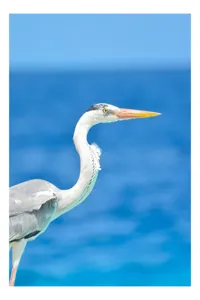 Tablou Canvas, "Egreta la marginea oceanului albastru", Nu pot să identific această pasăre, dar pot spune că imaginea arată un peisaj frumos cu un pește acvatic distinctiv., 50 x 50 cm