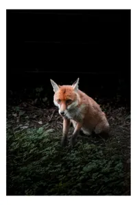 Tablou Canvas, "Vulpea în umbra pădurii verzi", Fox, Forest, Dark, Alert, Greenery, 100 x 150 cm