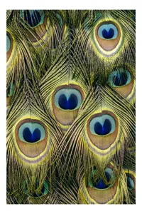 Tablou Canvas, "Mirajul culorilor de păun", Colorat, Hipnotic, Încântător, Simetric, Vibrant, Fascinant, Detaliat, Elegant, 26 x 39 cm