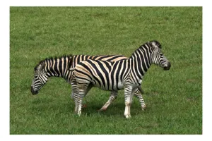 Tablou Canvas, "Zebre pășunând pe câmpie verde", Zebre, Iarbă, Dungi, Plimbare, Natură, Safari, Africa, Animale, Strălucire, Verde, Libertate, 70 x 50 cm