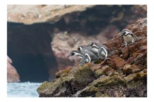 Tablou Canvas, "Pinguinii așteaptă valul potrivit", Pinguini, Stânci, Ocean, Grote, Natură, Apă, Rezervație, Habitat, Pene, Animale, 100 x 70 cm